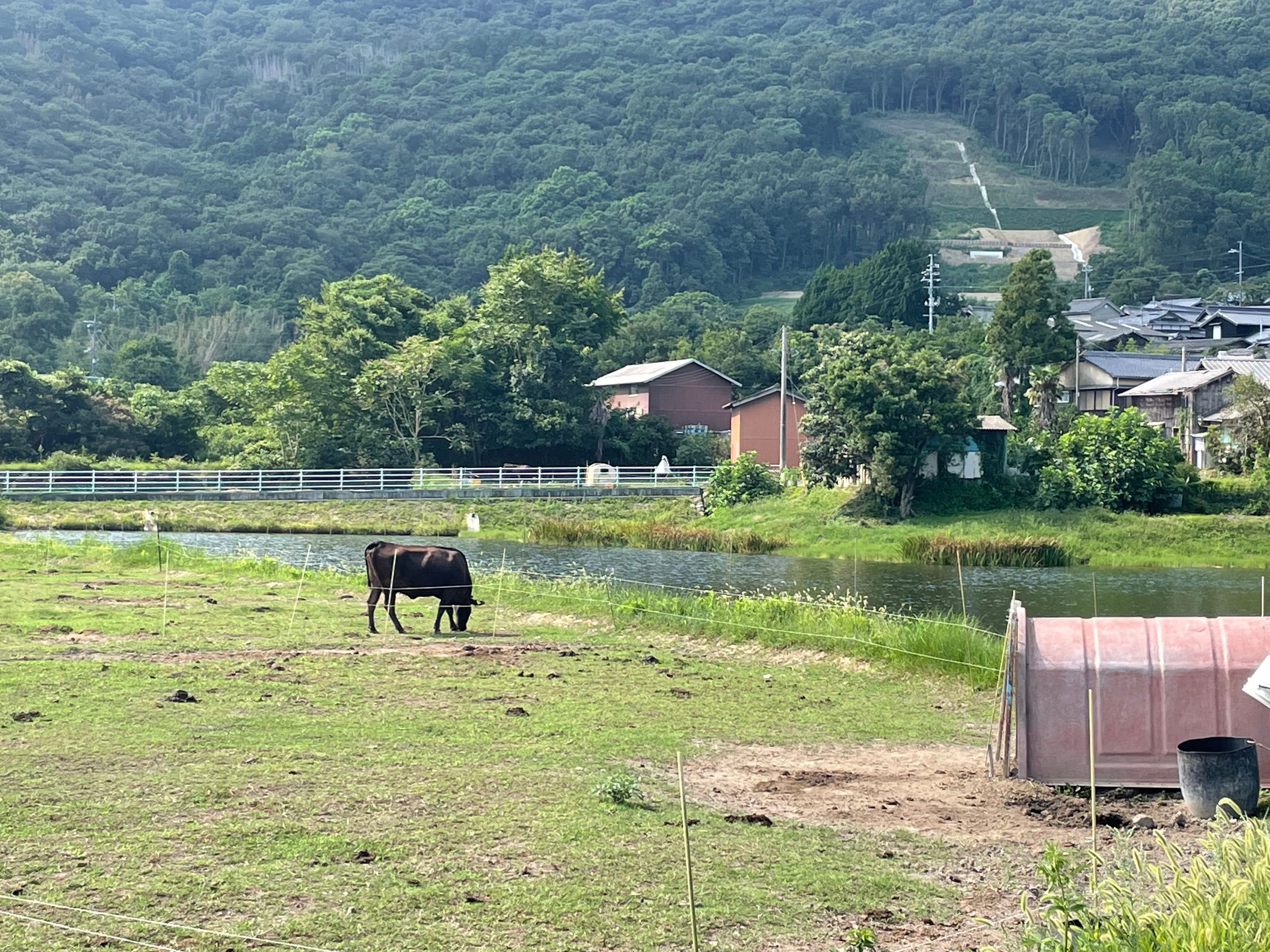 草をはむ牛